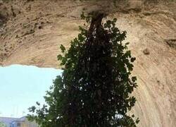 Enlace a Árbol invertido