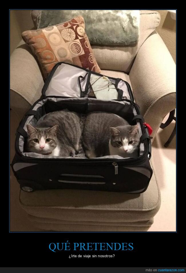 maleta,gatos