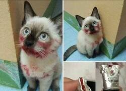 Enlace a Al principio pensaba que se había comido al hamster