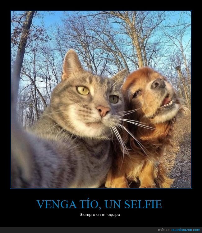 gato,perro,selfie