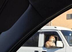 Enlace a Al final se ha cabreado