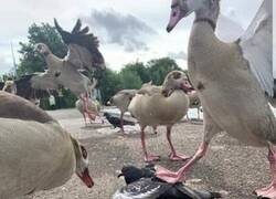 Enlace a Cuidado que no se están con tonterías