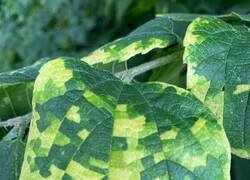 Enlace a A baja resolución