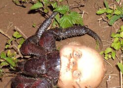 Enlace a Cangrejo de pesadilla