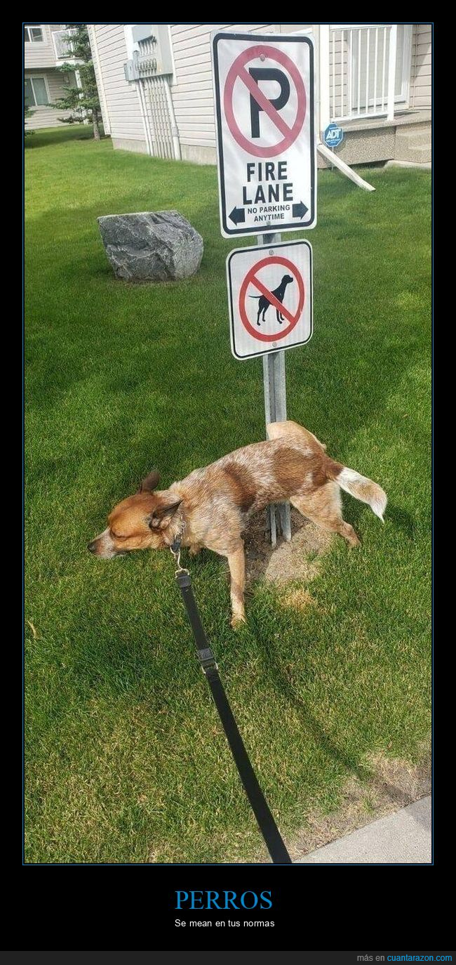 perro,meando,cartel,prohibición