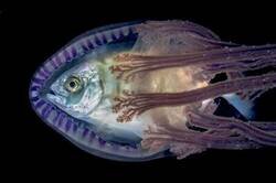 Enlace a Capa protectora