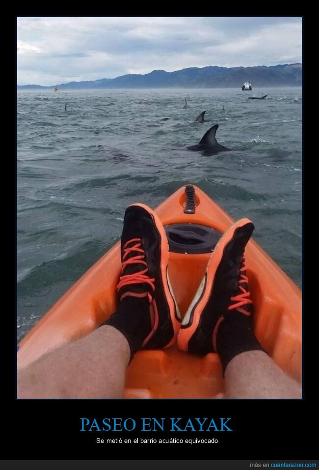 kayak,mar,tiburones,wtf