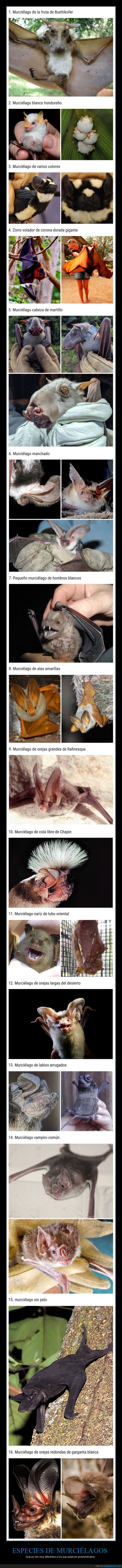 murciélagos,curiosidades