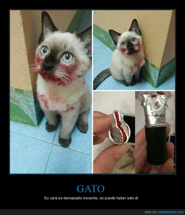 gato,pintalabios,wtf