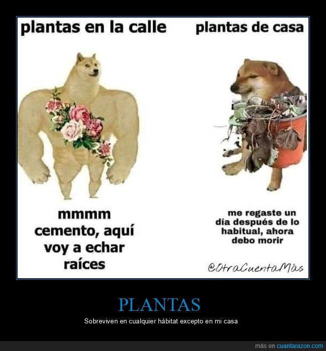 calle,casa,doge y cheems,plantas