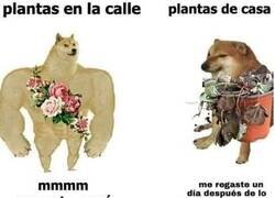 Enlace a Entornos hostiles para la vegetación