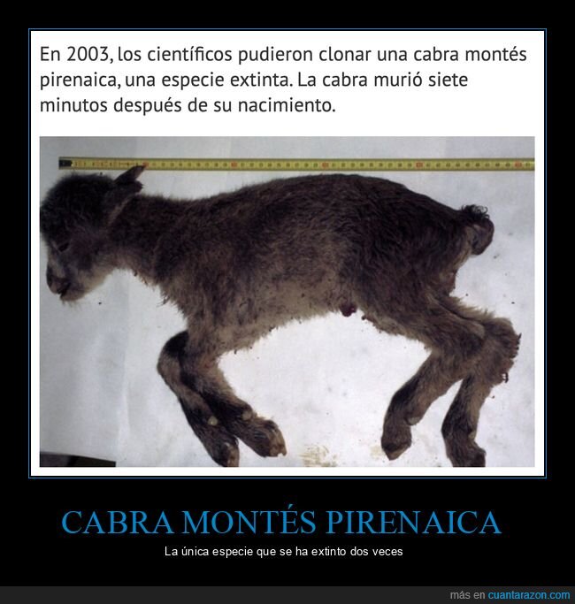 cabra montés pirenaica,clonación,muerte,extinción