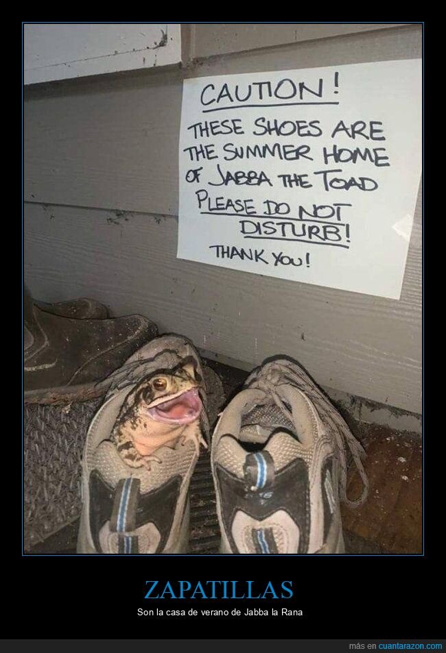 zapatillas,casa,rana,wtf