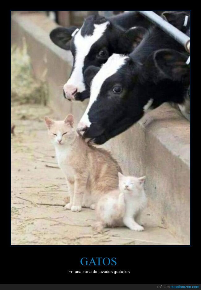 gatos,vacas,chupando,lavando