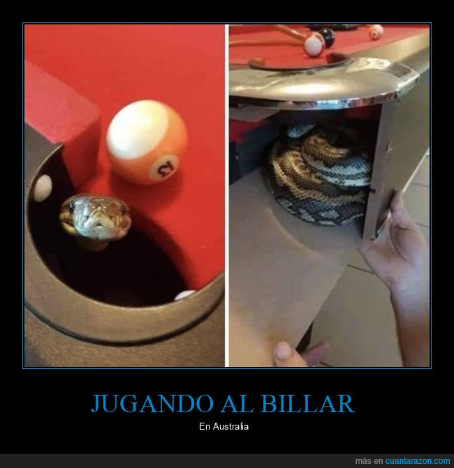 billar,australia,serpiente,wtf