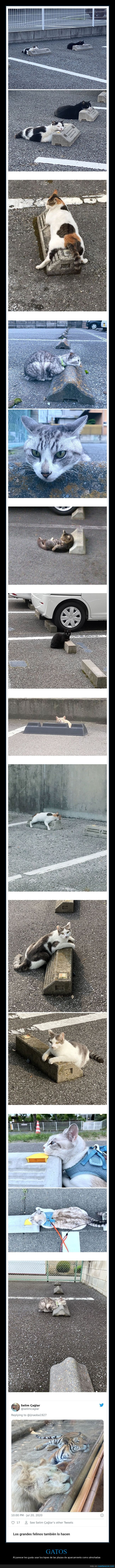 gatos,topes,aparcamiento,almohadas