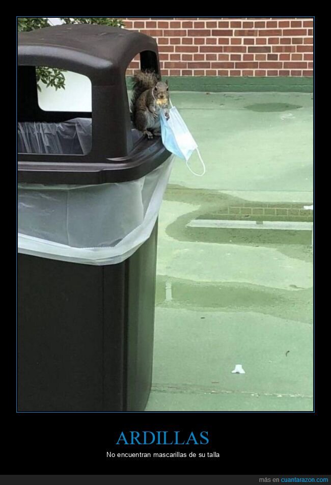 ardilla,mascarilla,coronavirus