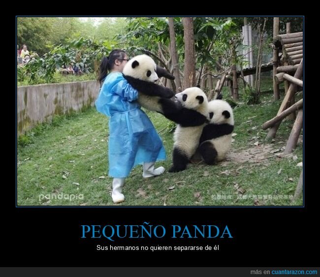 pandas,sujetando,separarse