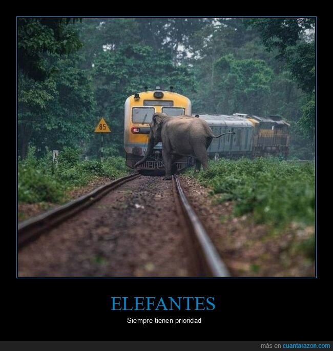 elefante,tren,wtf