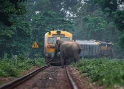 Enlace a Paso de elefantes
