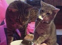 Enlace a Un verdadero hogar