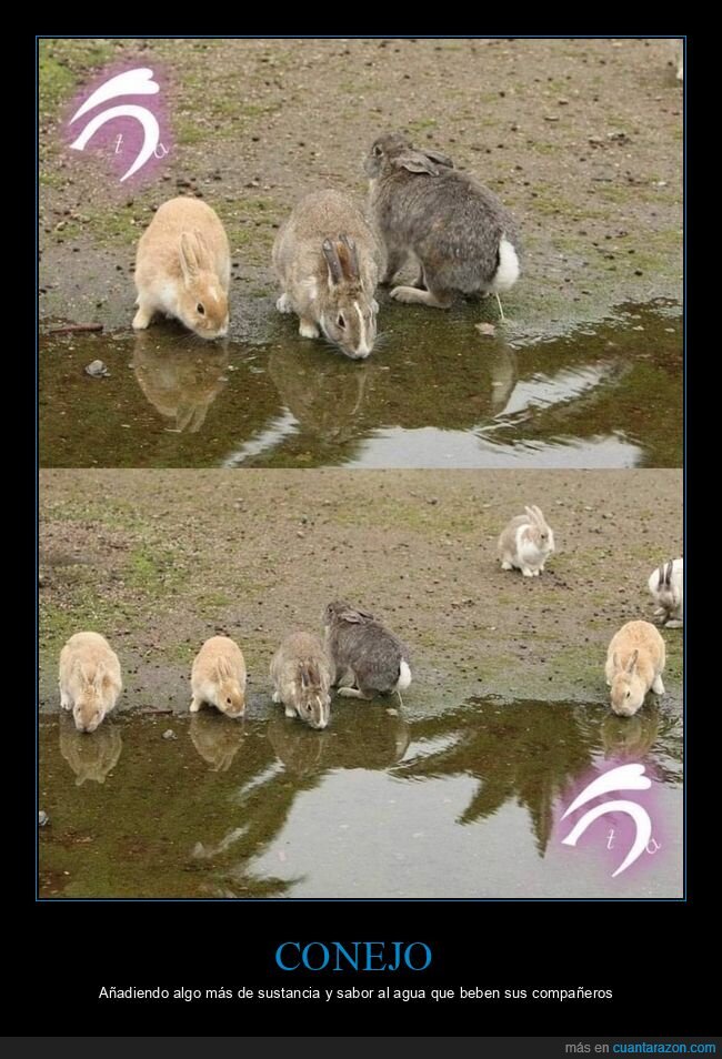 bebiendo,conejos,meando
