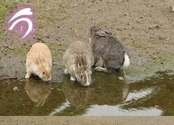 Enlace a Tomad y bebed todos de él