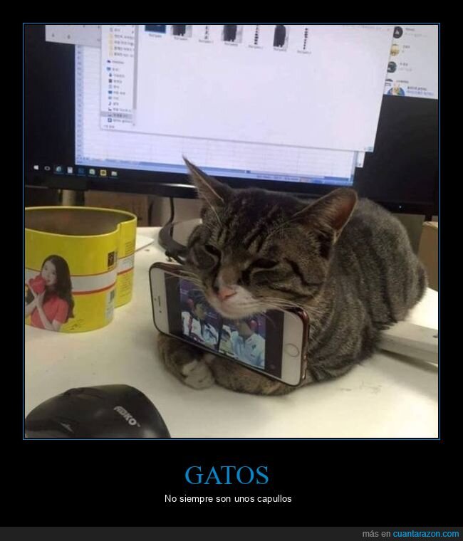 gato,sujetando,móvil