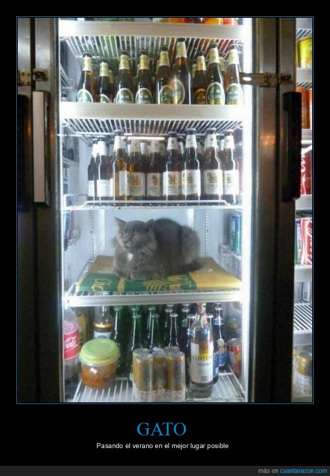 gato,nevera,calor