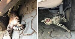 Enlace a Gatos tan dramáticos que se merecen un Oscar