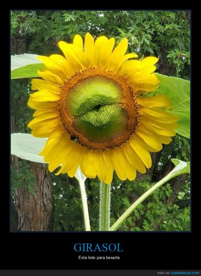 girasol,beso,wtf,flor
