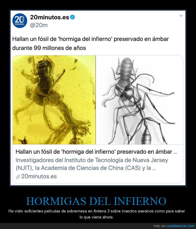 ámbar,fósil,hormiga del infierno