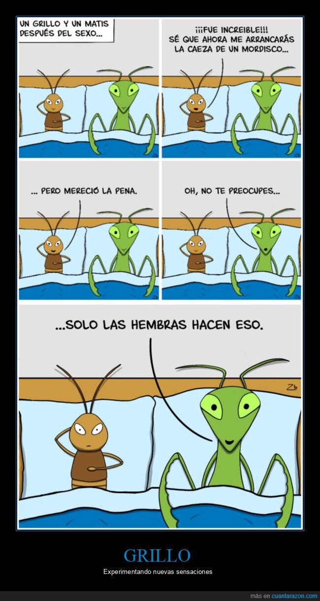 cabeza,hembras,mantis