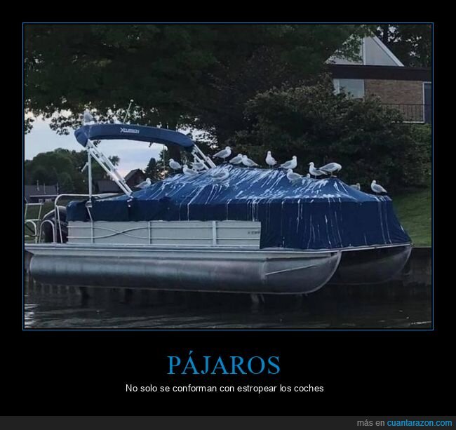gaviotas,barco,fails