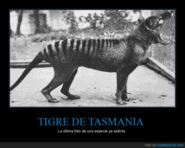 extinto,tigre de tasmania,última foto