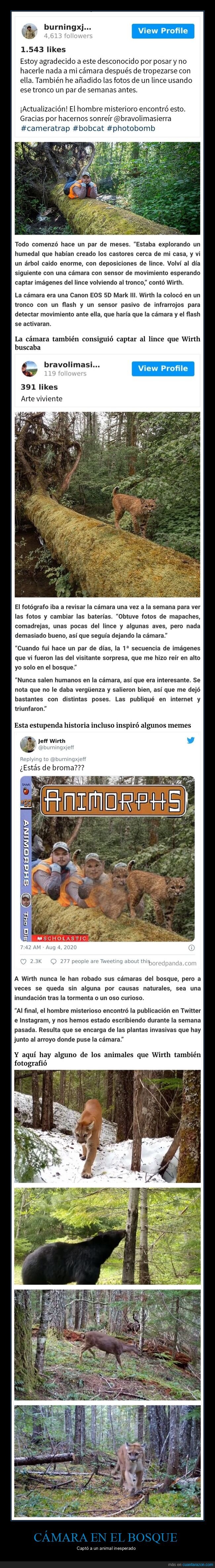 cámara,bosque,animales,humano