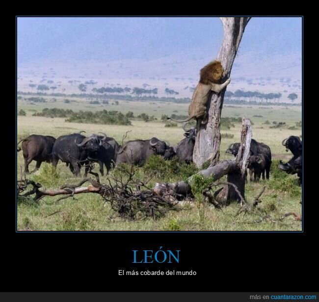 león,árbol,fails