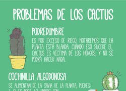 Enlace a Consejos para cuidar de un cactus