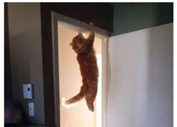 Enlace a Gatos que desafían las leyes de la física