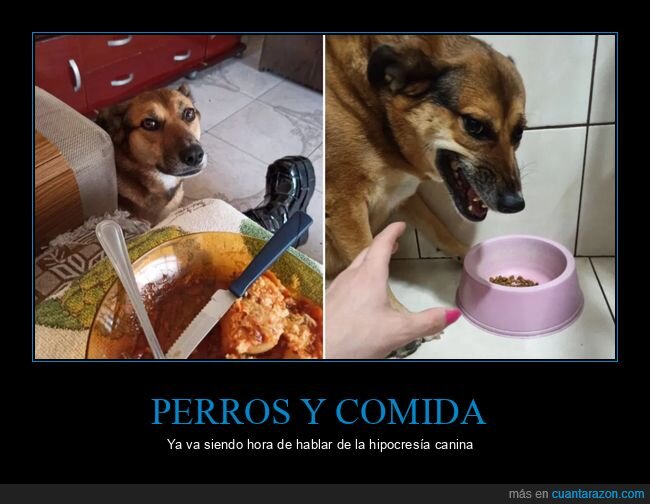 comida,hipocres&iacute;a,perros