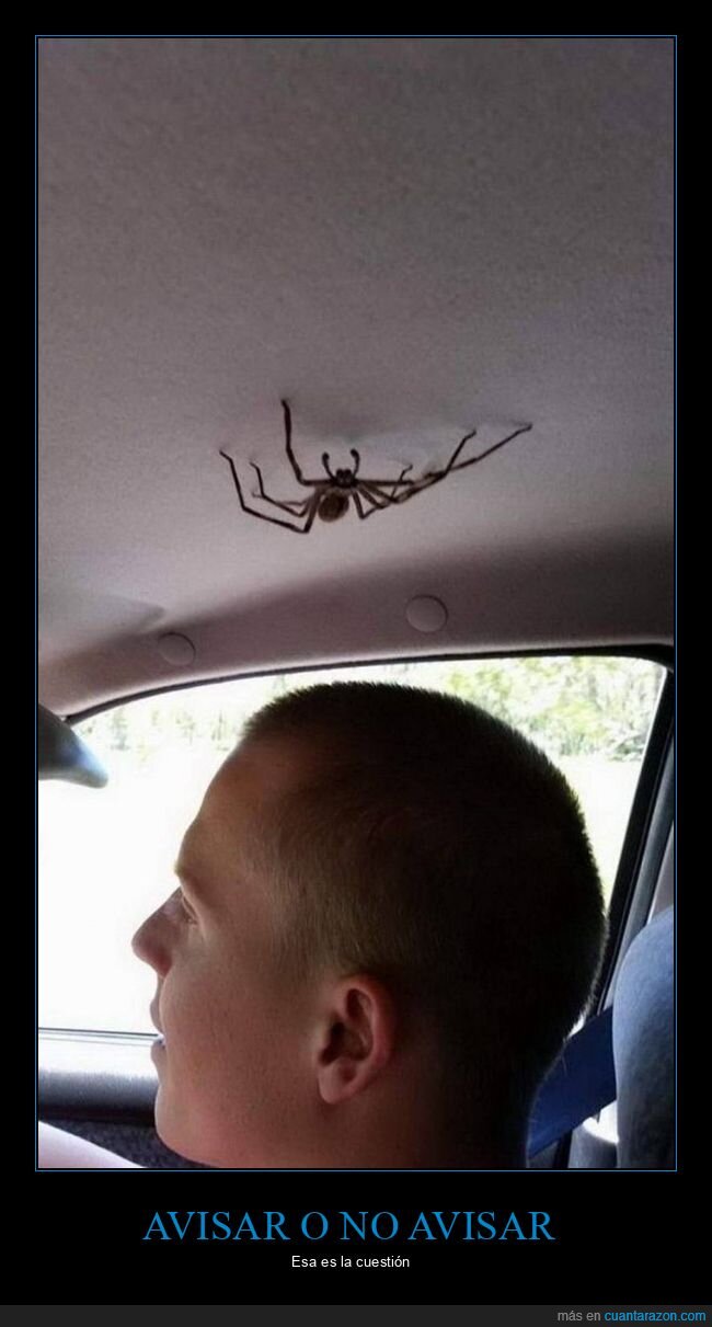 coche,araña,wtf