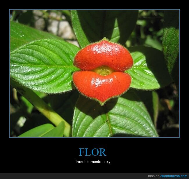 flor,labios,parecidos