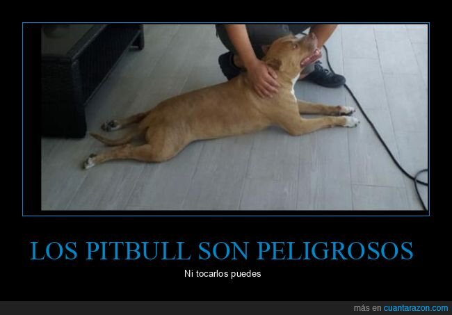 pitbull,perro,peligrosos