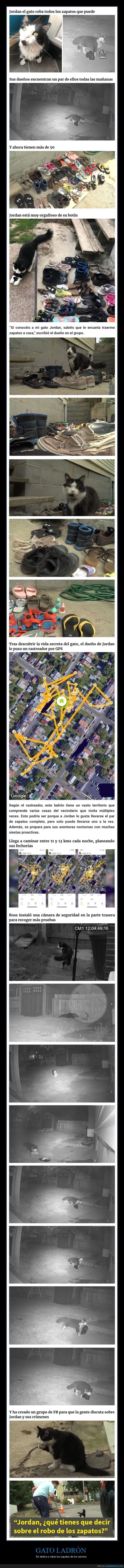 gato,robar,zapatos,vecinos