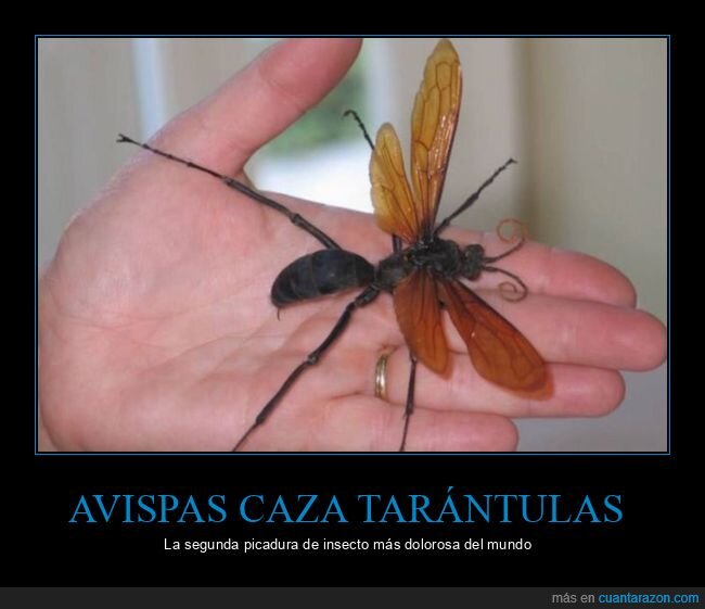 avispas caza tarántulas,picadura,dolorosa,curiosidades