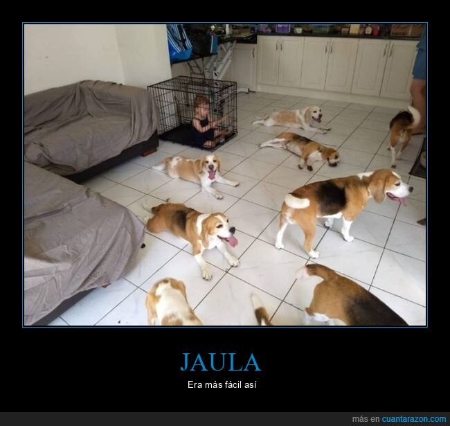 jaula,niño,perros