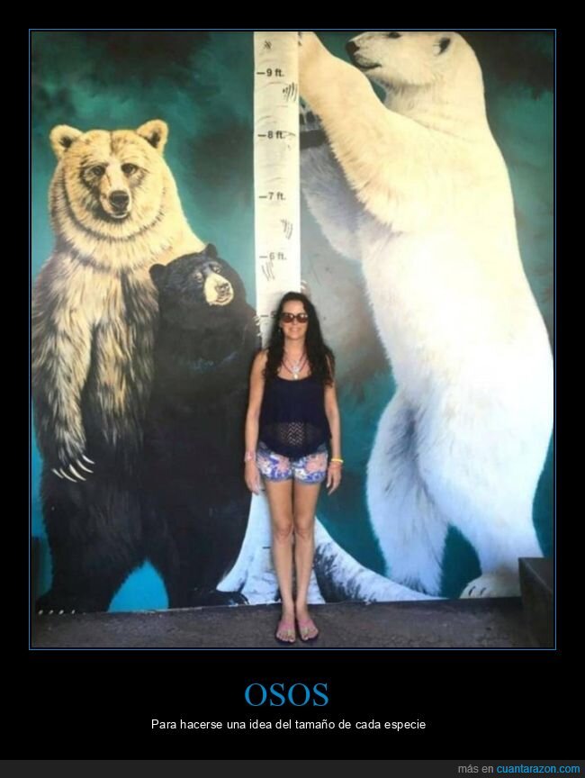 osos,tamaño,curiosidades