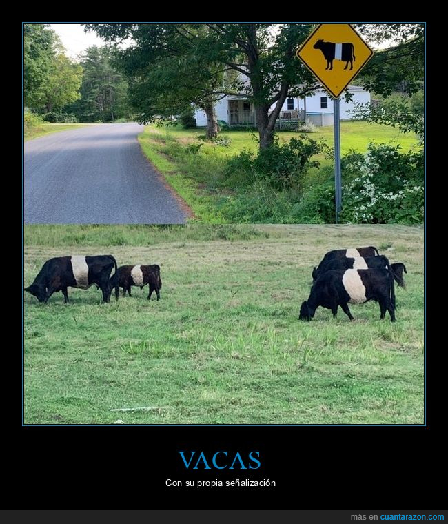 vacas,señal