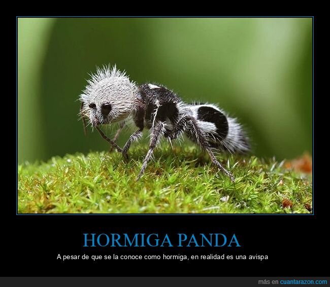 hormiga panda,avispa,curiosidades