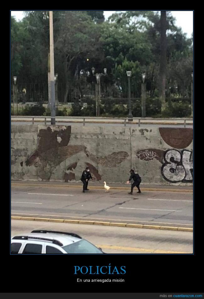 policía,ganso,wtf